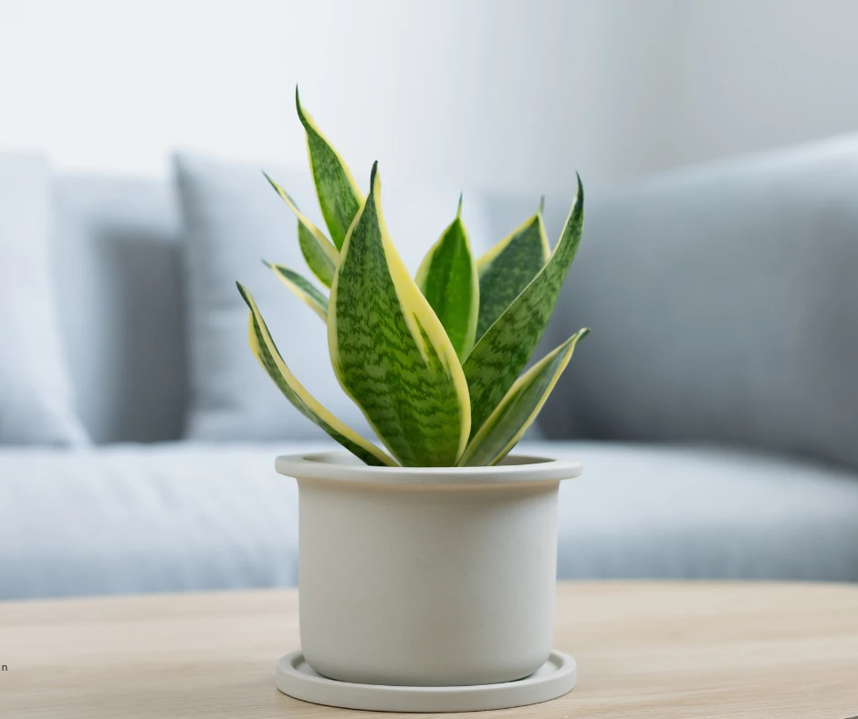 Sansevieria 