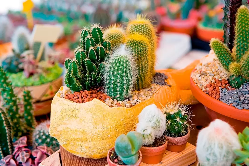 Guía de cómo cuidar tus cactus y suculentas