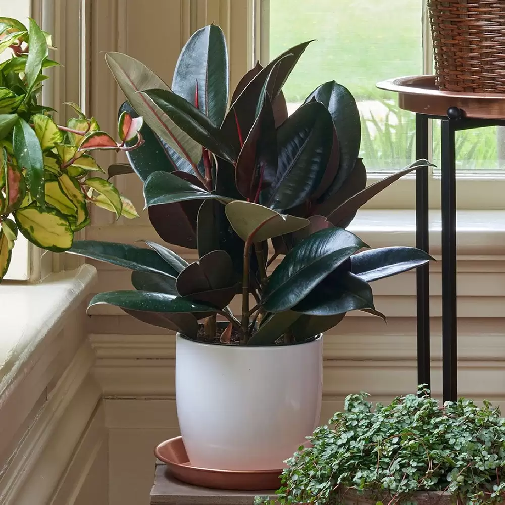 Refresca tu hogar con estas 3 plantas que absorben el calor