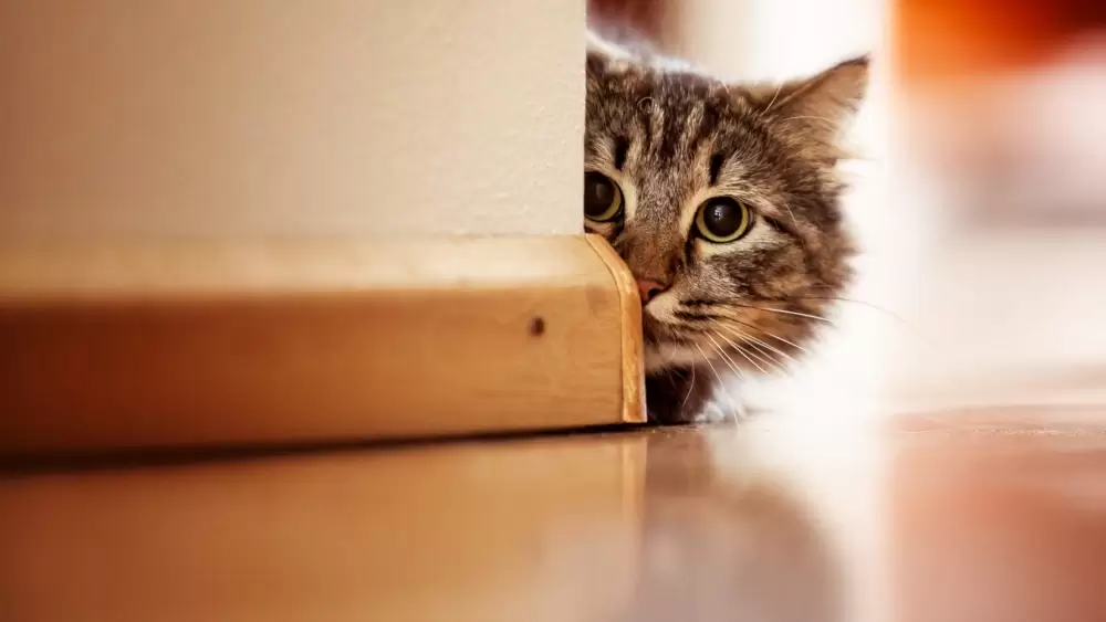 Trucos para que tus gatitos en casa no rasguñen los muebles